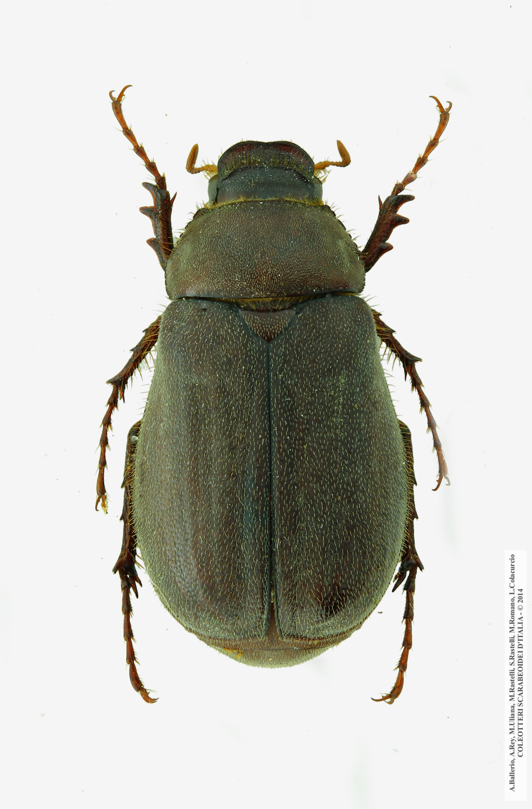 Aplidia transversa transversa, maschio